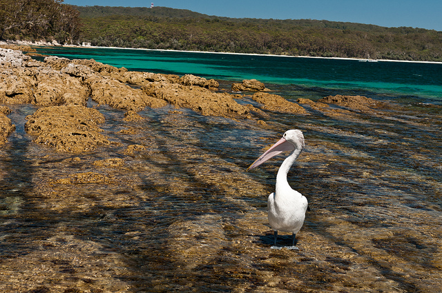 Zatoczka przy rampie dla jachów i łódek oraz czatujący na resztki pelikan