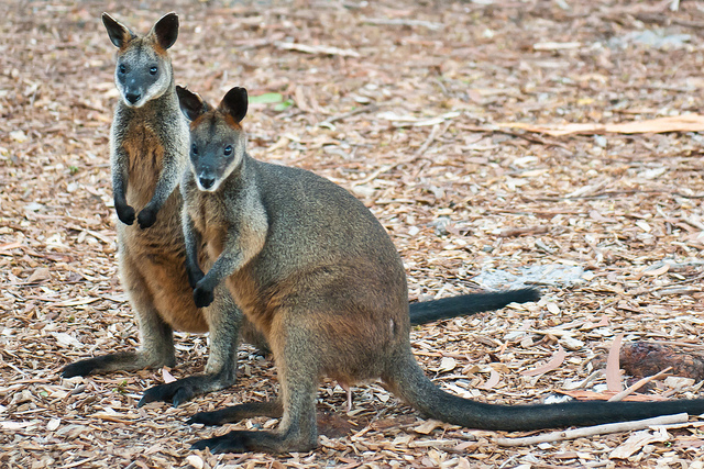Widziane po raz pierwszy podczas porannego spacery Wallabiski, zwierzątka najczęściej mylone z kangurem 